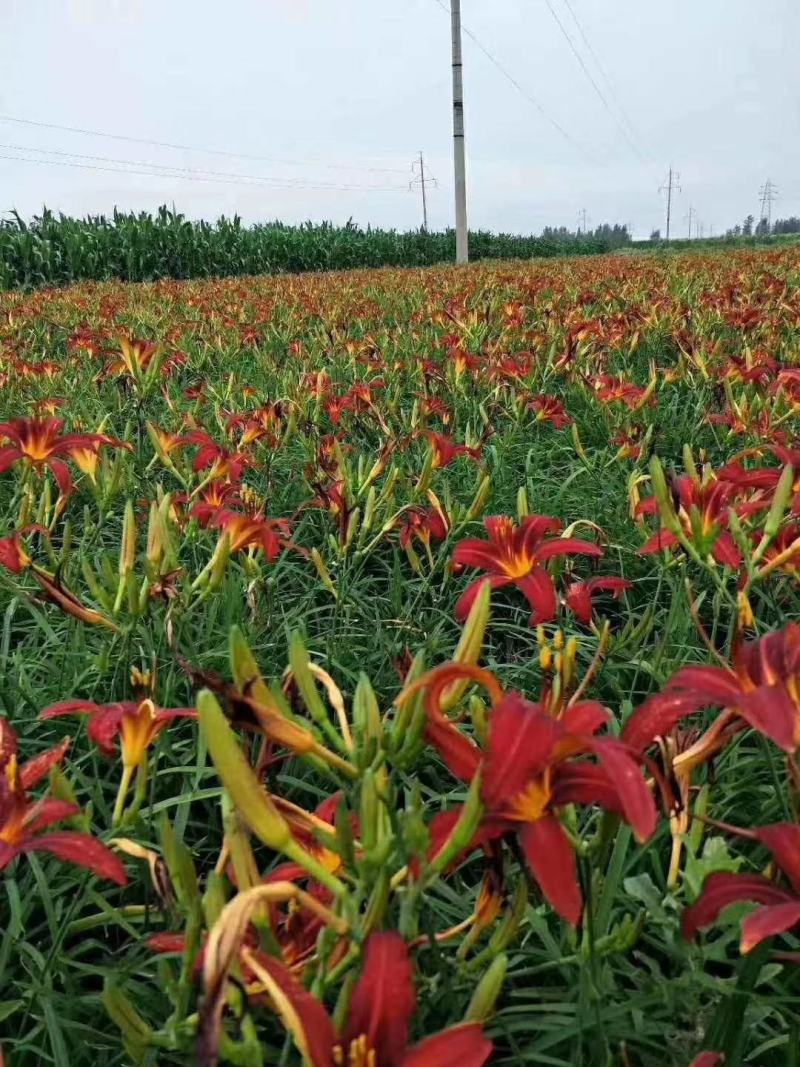 萱草基地量大批发金娃娃萱草，大花萱草，玉簪，鸢尾，蝴蝶兰