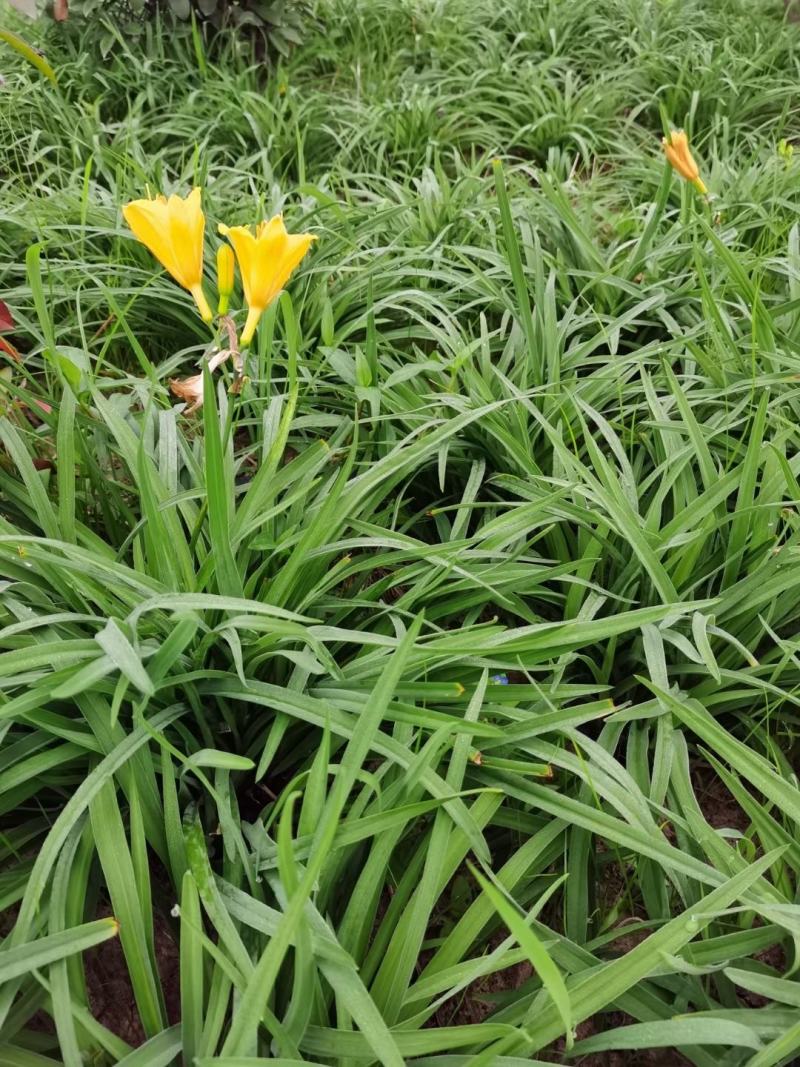 萱草基地量大批发金娃娃萱草，大花萱草，玉簪，鸢尾，蝴蝶兰