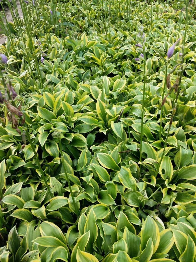 萱草基地量大批发金娃娃萱草，大花萱草，玉簪，鸢尾，蝴蝶兰