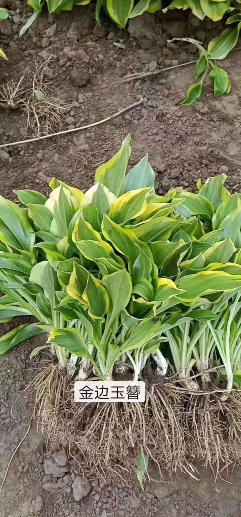 萱草基地量大批发金娃娃萱草，大花萱草，玉簪，鸢尾，蝴蝶兰