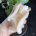 鱼胶花胶新西兰进口深海无添加原色18-20头鳕鱼胶月子胶