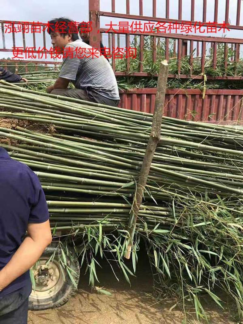 四季竹规格齐全价格低专业从事绿化苗木苗木棵棵精品