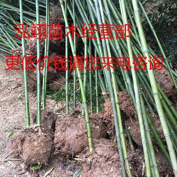 四季竹规格齐全价格低专业从事绿化苗木苗木棵棵精品