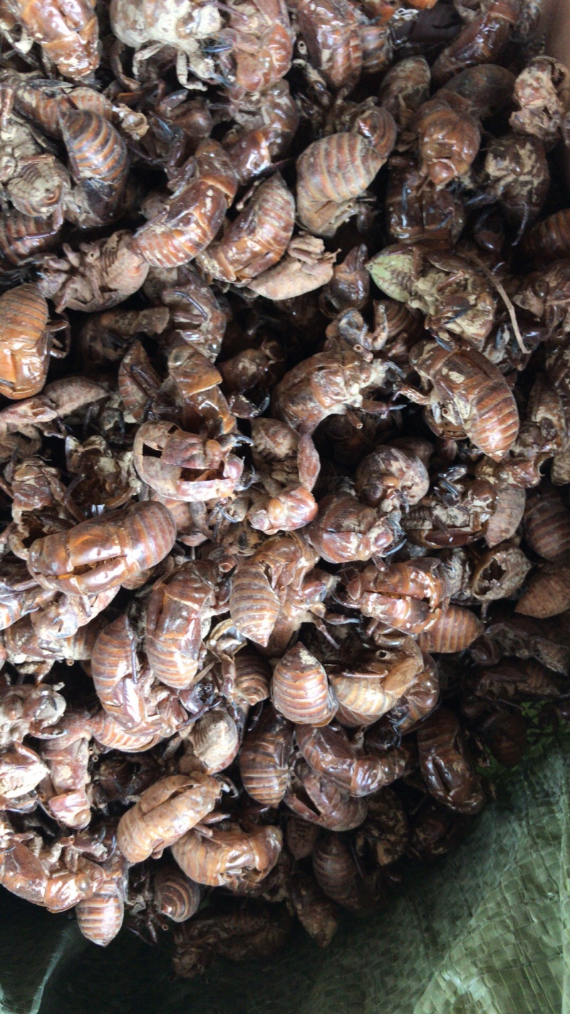 广西地产蝉蜕壳，。蝉蜕，
