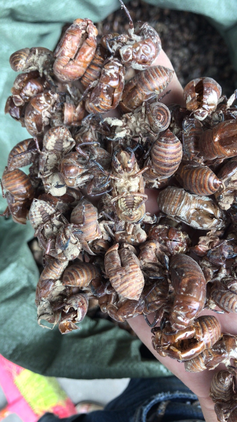 广西地产蝉蜕壳，。蝉蜕，