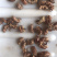 广西地产蝉蜕壳，。蝉蜕，