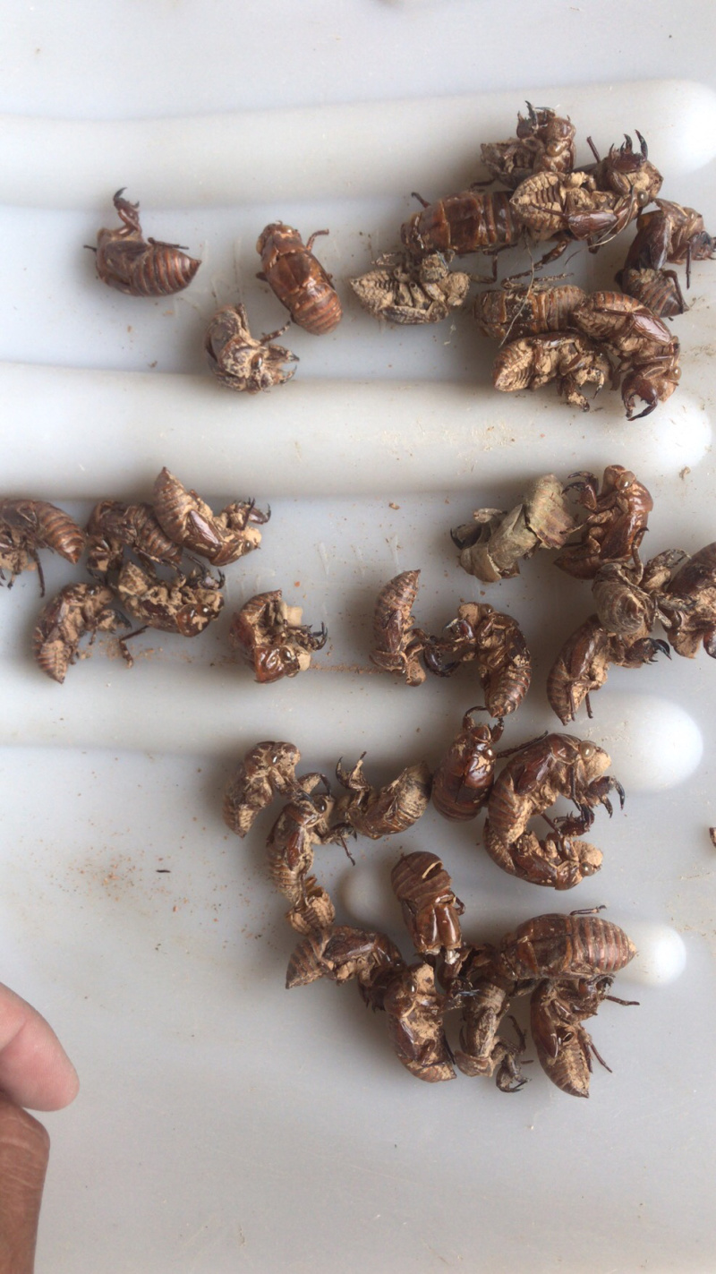 广西地产蝉蜕壳，。蝉蜕，