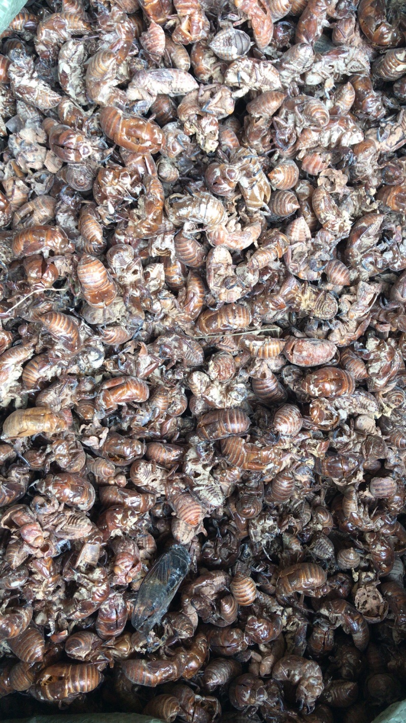 广西地产蝉蜕壳，。蝉蜕，
