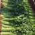 四季小香芹香芹种子菜园基地蔬菜种子生长速度快纤维少