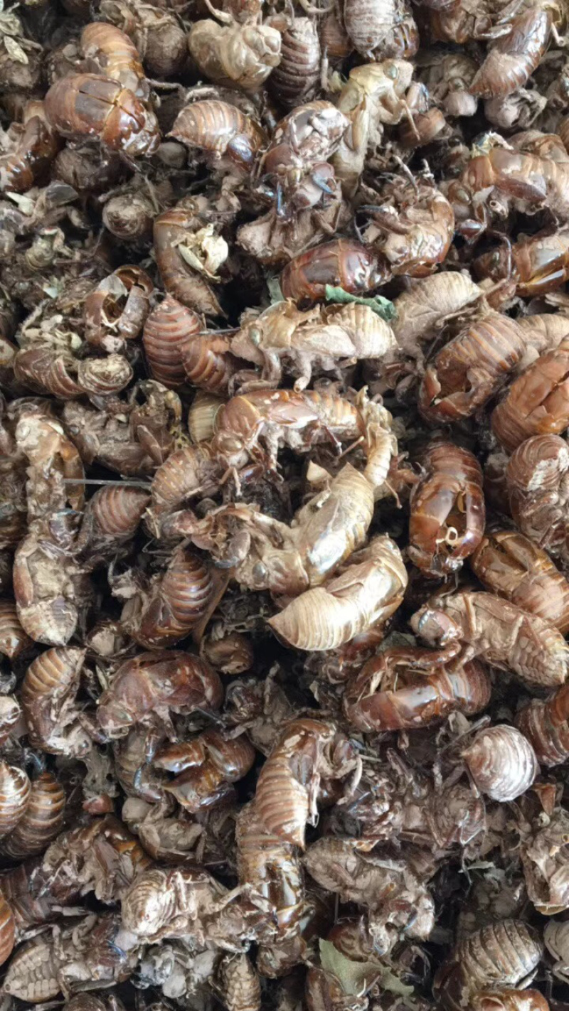 广西地产蝉蜕壳，。蝉蜕，