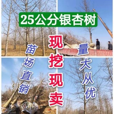银杏基地自产自销供应20-30公分银杏树，银杏树最新价格