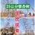 银杏基地自产自销供应20-30公分银杏树，银杏树最新价格