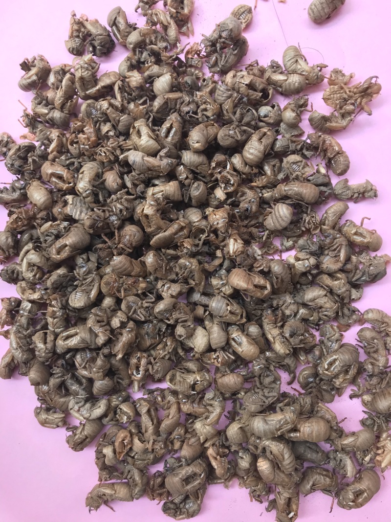 进口缅甸小蝉蜕统货。
