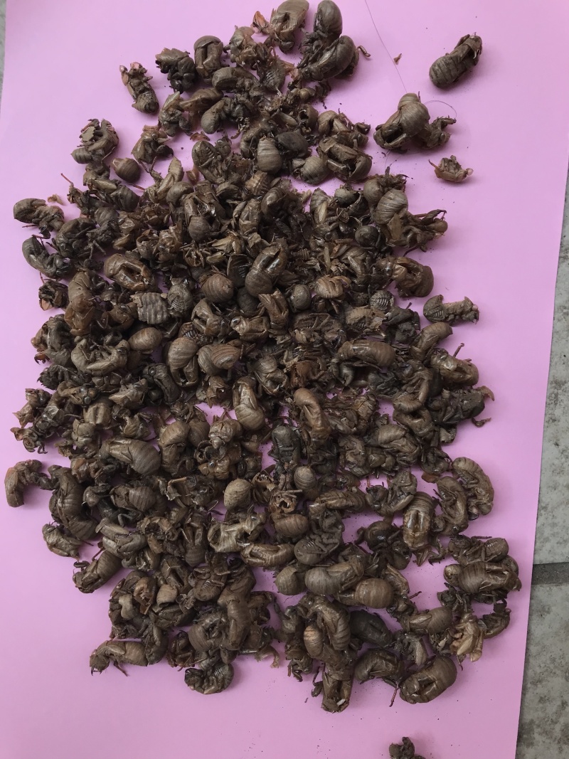 进口缅甸小蝉蜕统货。