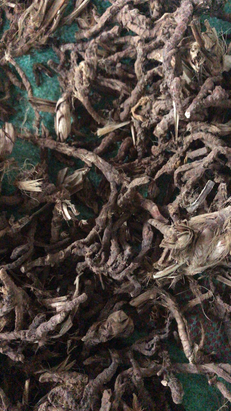 石菖蒲大统货。统条