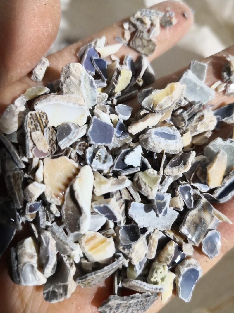 紫贝齿各种矿石类中药材量大从优欢迎选购