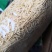灯心草江西干货人工种植2斤起包邮