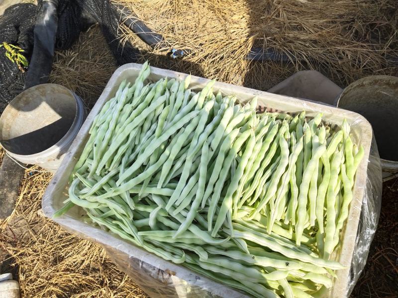 精品芸豆刚上市质量很好都是精品好好好好好