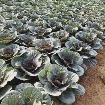 大量出售羽衣甘蓝，新上市，基地大量现货。