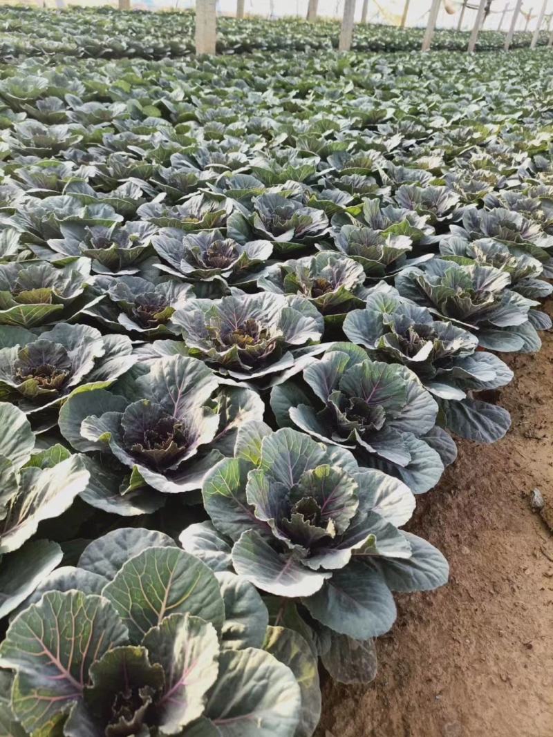 大量出售羽衣甘蓝，新上市，基地大量现货。