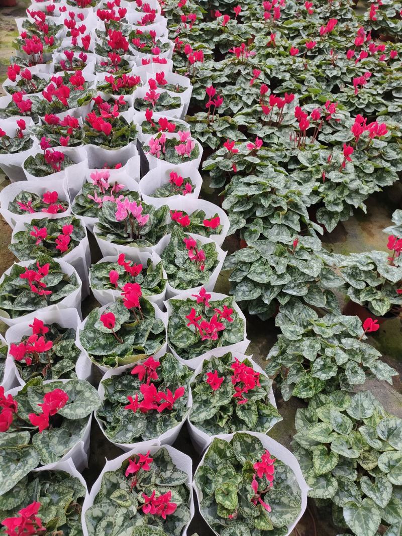 大量出售羽衣甘蓝，新上市，基地大量现货。