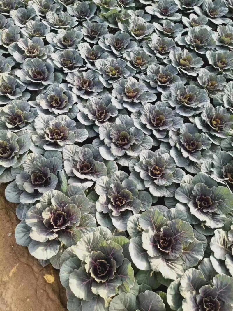 大量出售羽衣甘蓝，新上市，基地大量现货。