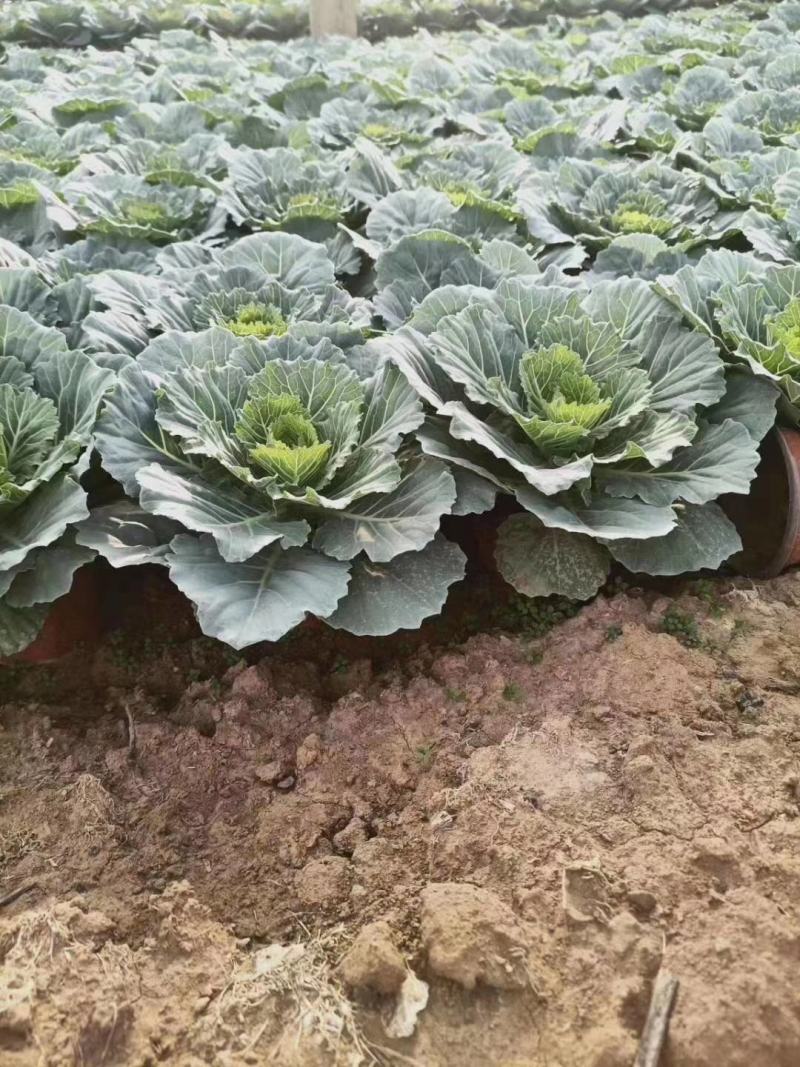 大量出售羽衣甘蓝，新上市，基地大量现货。