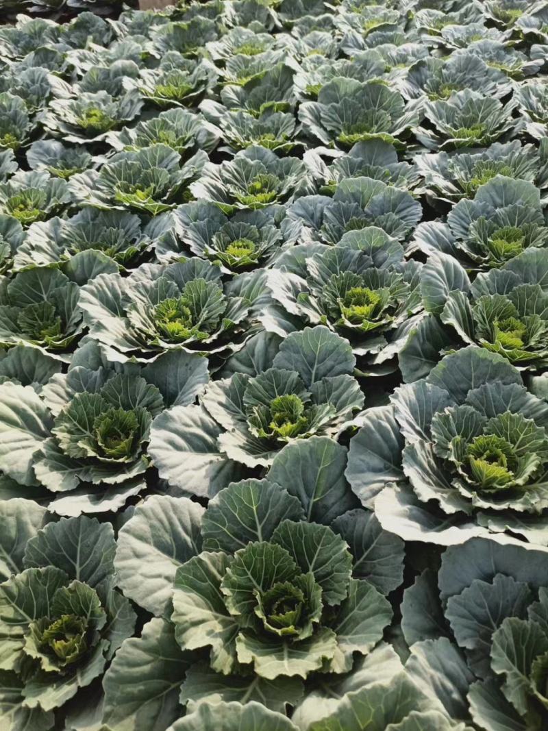 大量出售羽衣甘蓝，新上市，基地大量现货。