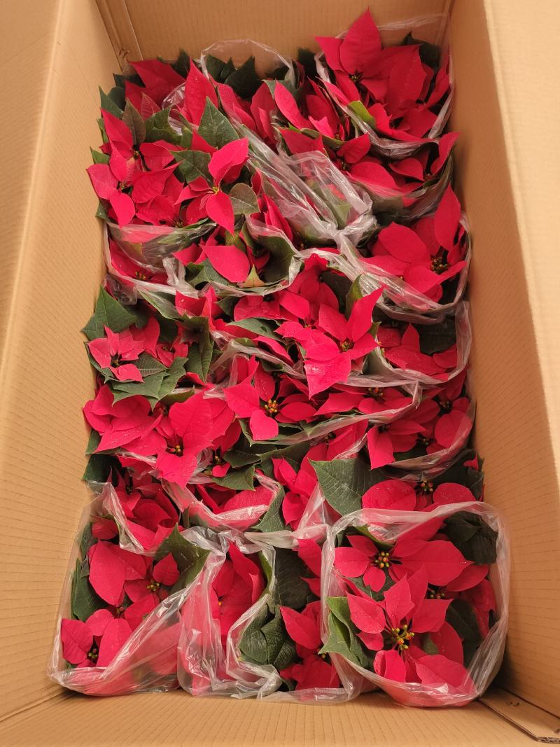 大量出售羽衣甘蓝，新上市，基地大量现货。