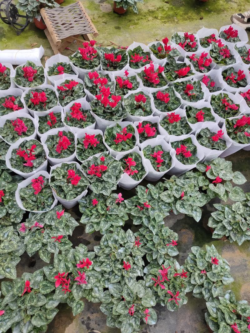 大量出售羽衣甘蓝，新上市，基地大量现货。