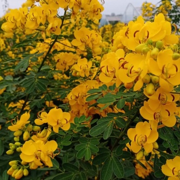 双荚决明苗(黄花槐，黄花决明)