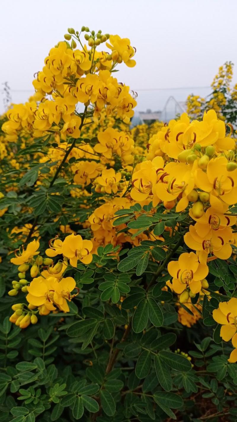 双荚决明苗(黄花槐，黄花决明)