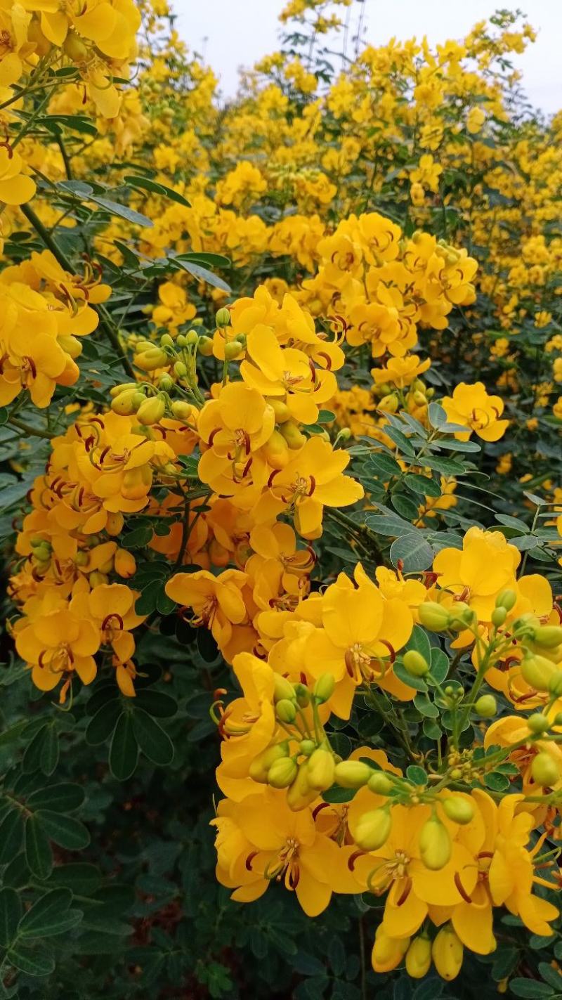 双荚决明苗(黄花槐，黄花决明)