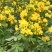 双荚决明苗(黄花槐，黄花决明)