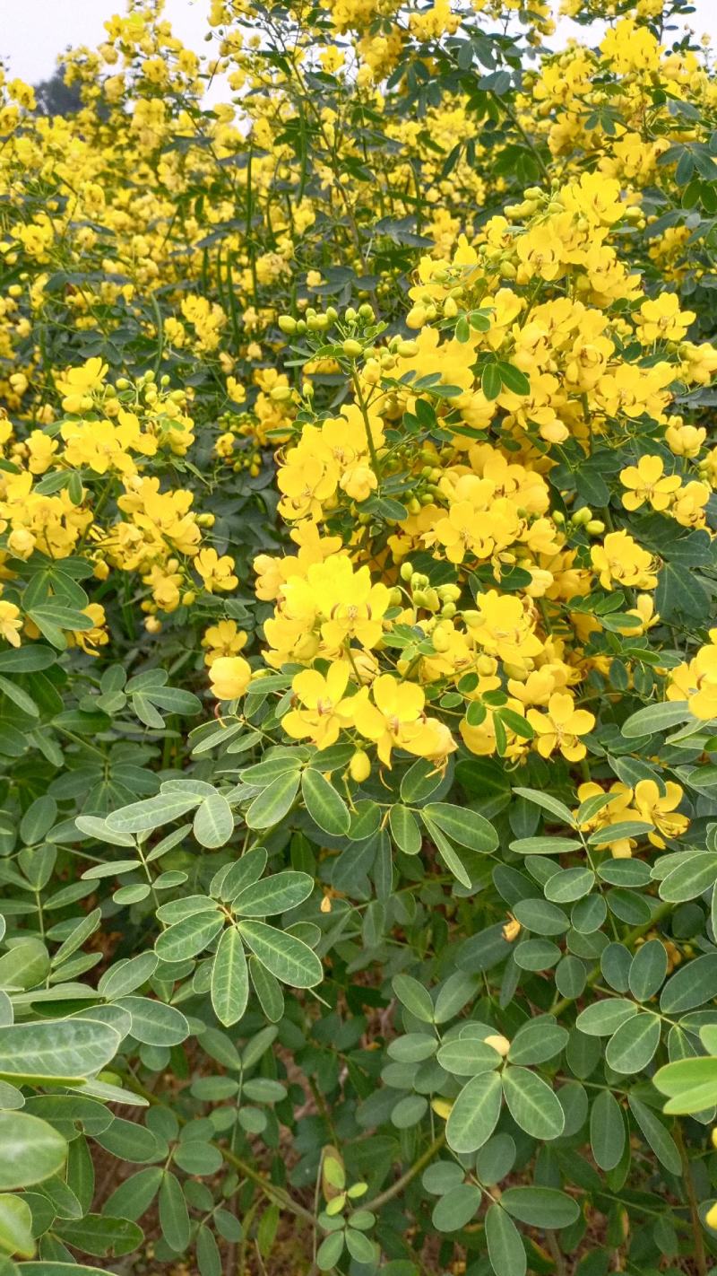 双荚决明苗(黄花槐，黄花决明)