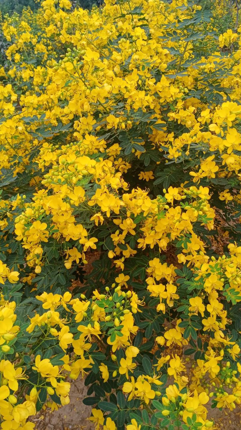 双荚决明苗(黄花槐，黄花决明)