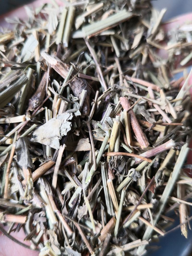 透骨草河北干货人工种植量大从优欢迎选购