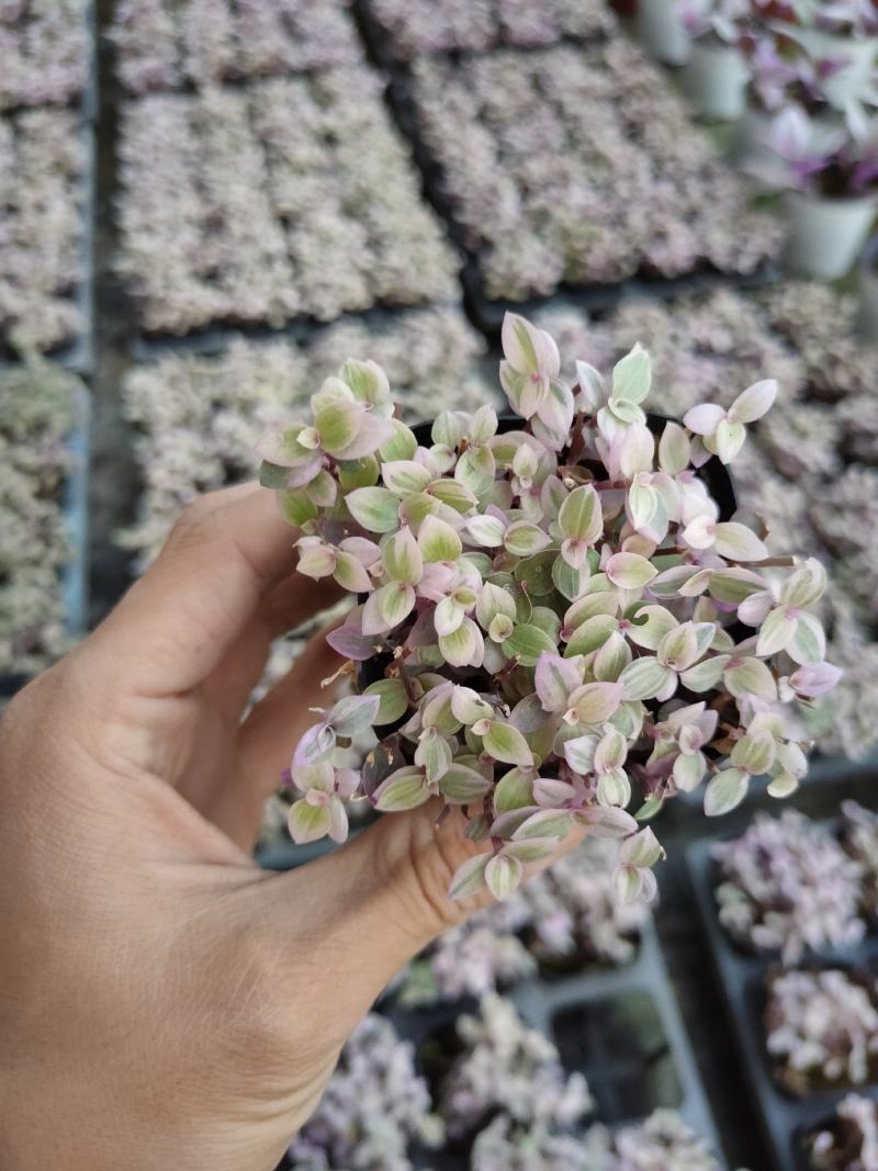 孔雀草，基地自产一手货源，质量保障？红黄两种颜色