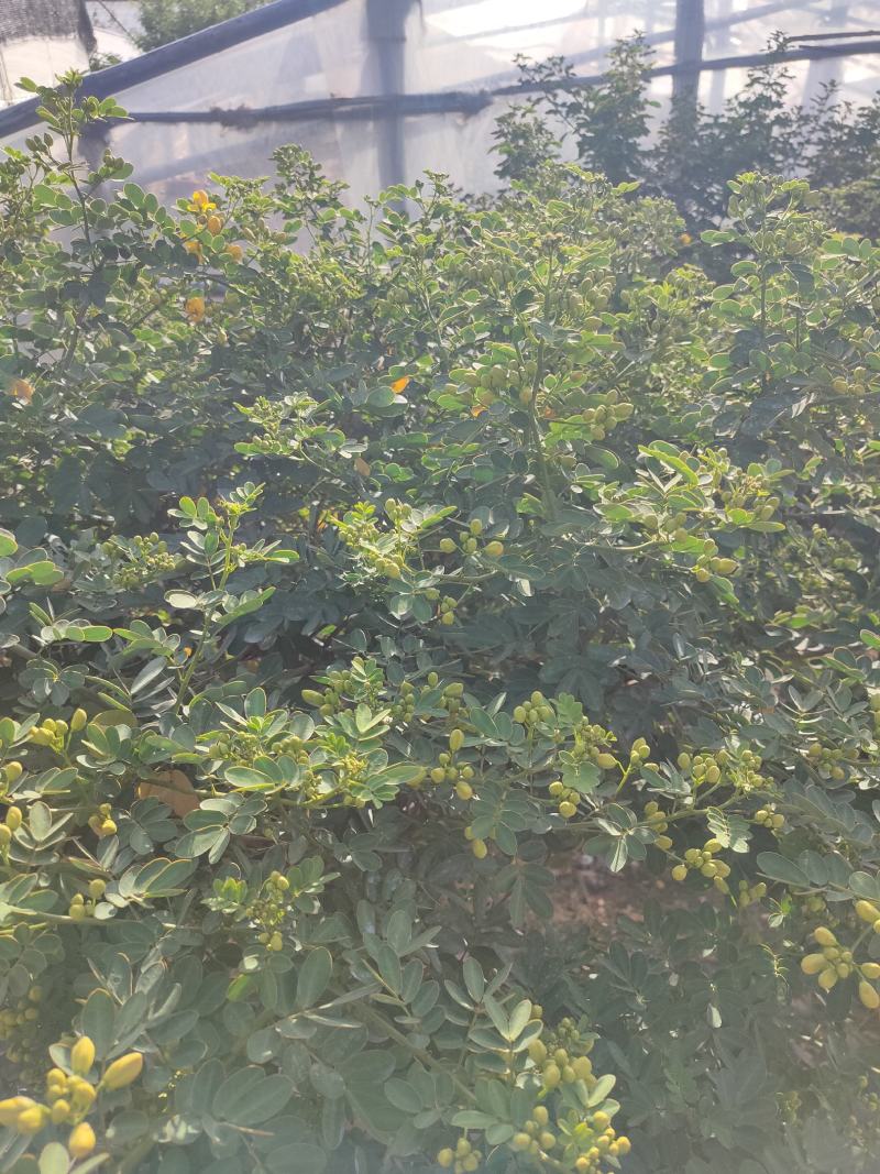 孔雀草，基地自产一手货源，质量保障？红黄两种颜色