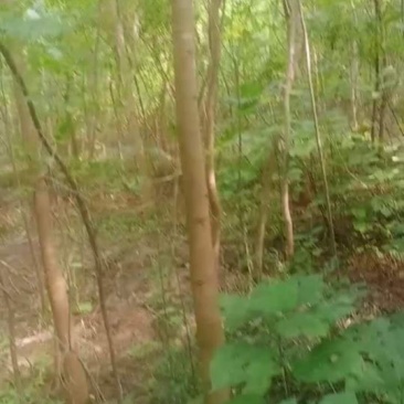黄连木(楷木，黄鹂芽树)