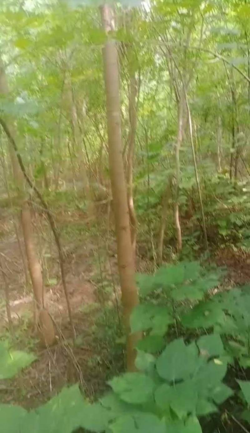 黄连木(楷木，黄鹂芽树)