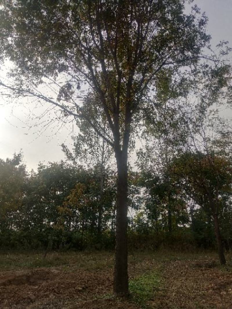黄连木(楷木，黄鹂芽树)