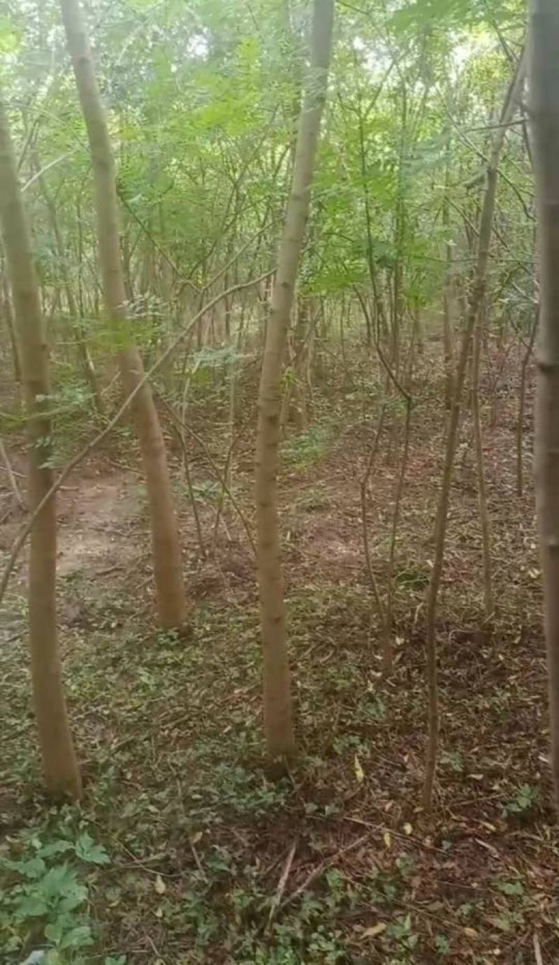 黄连木(楷木，黄鹂芽树)