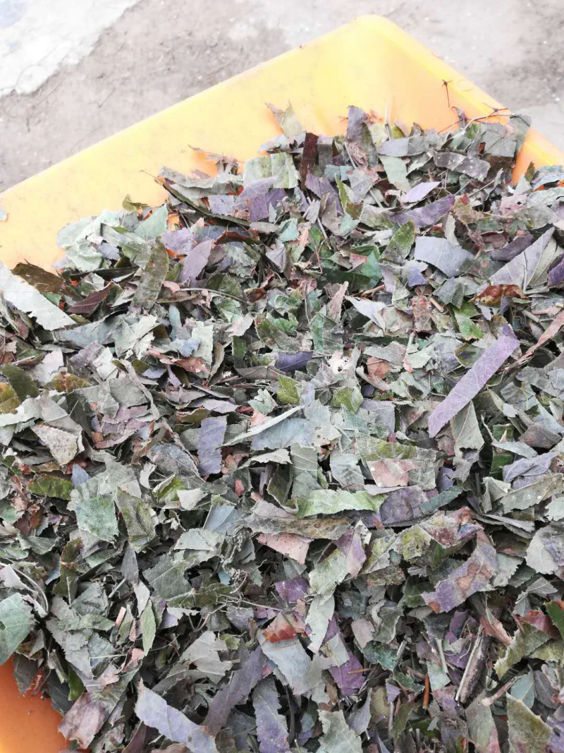 淫羊藿切丝淫羊藿全叶野生品种！