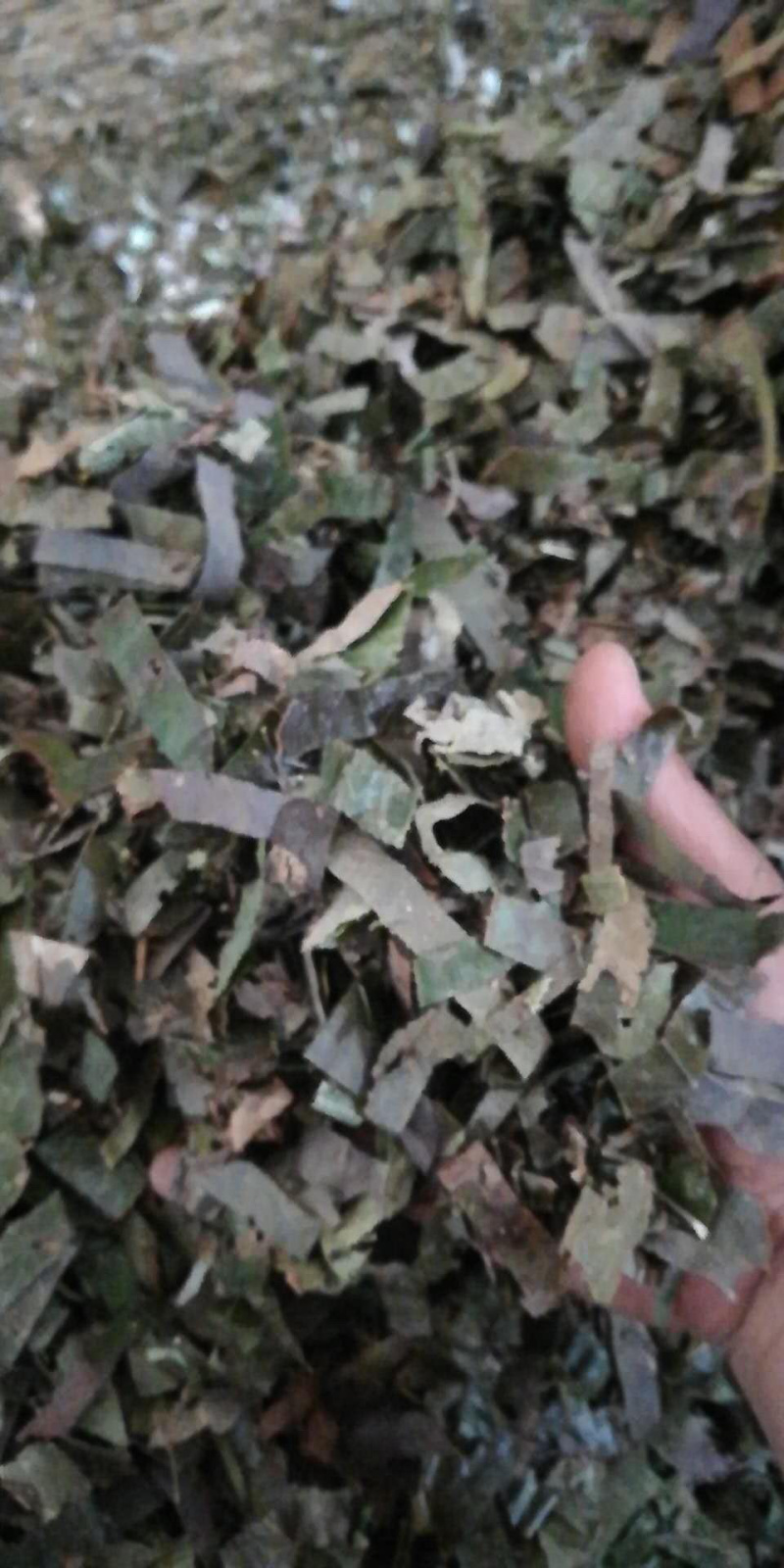 淫羊藿切丝淫羊藿全叶野生品种！