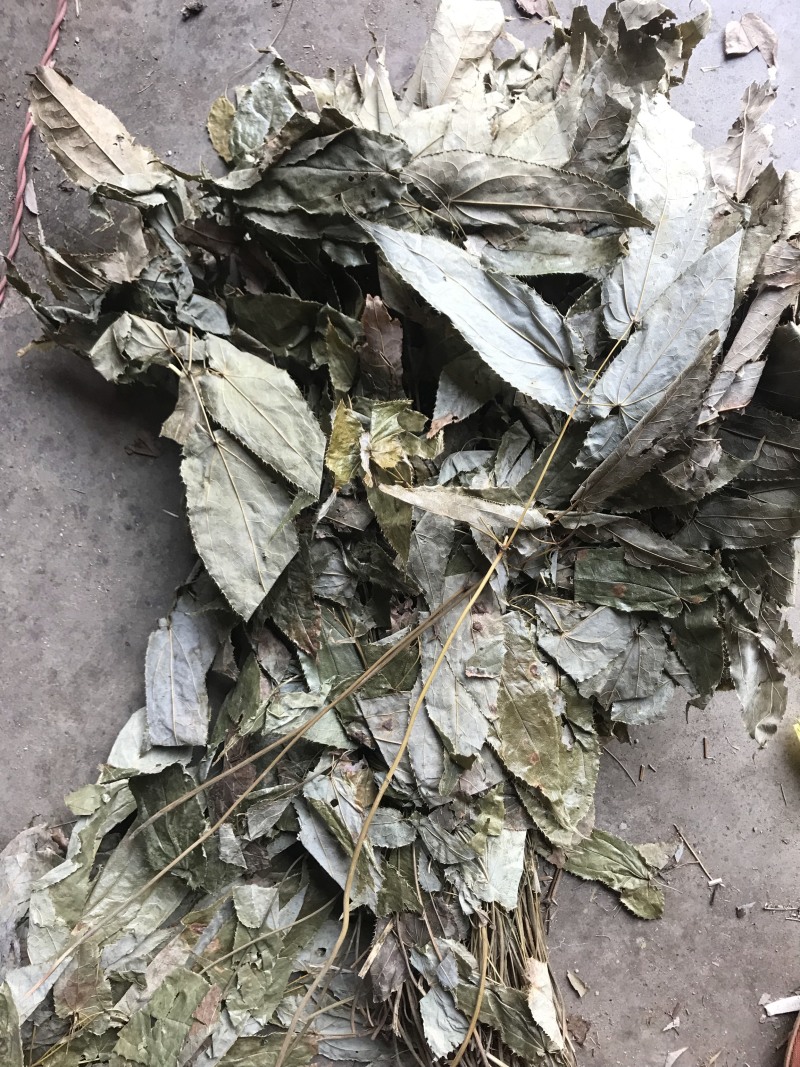 淫羊藿切丝淫羊藿全叶野生品种！