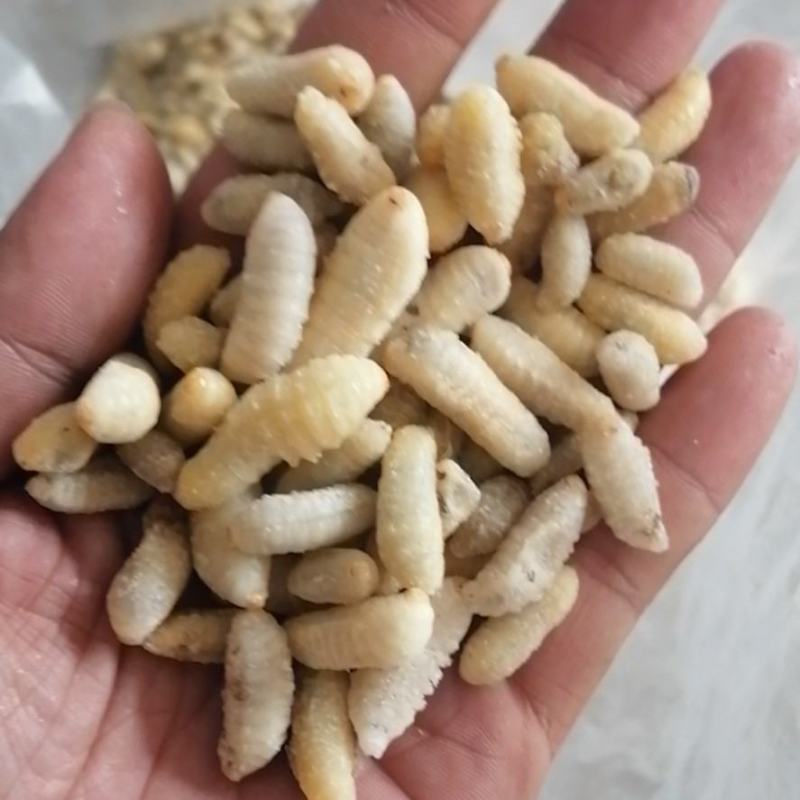 树蜂3级精品蜂蛹熟冻生冻都有货，货源充足电联采购