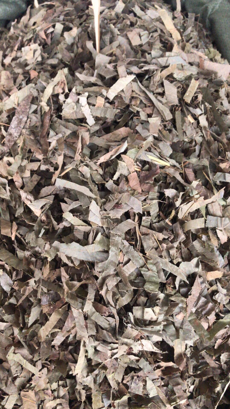 淫羊藿切丝淫羊藿全叶野生品种！