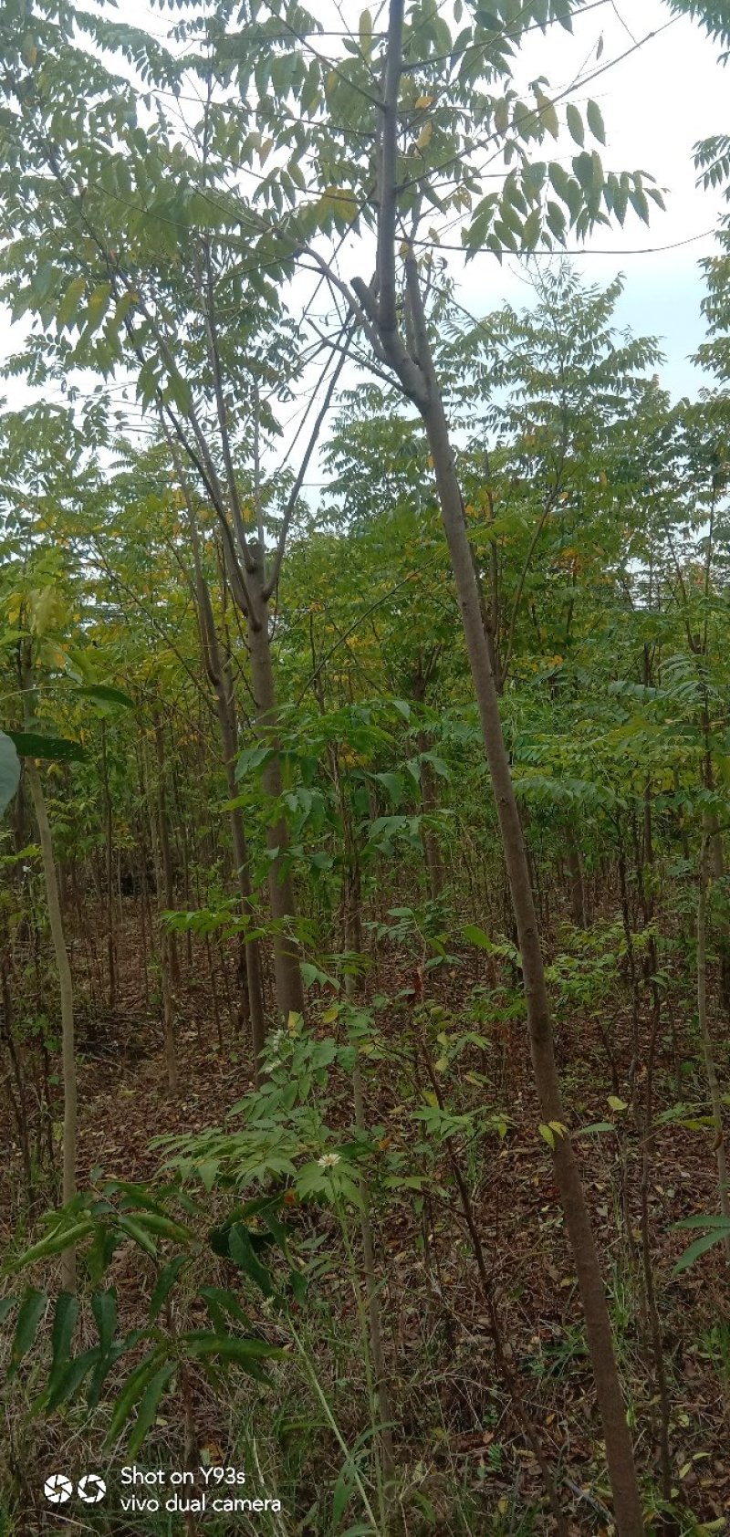 栾树，大量供应各种规格栾树江西九江