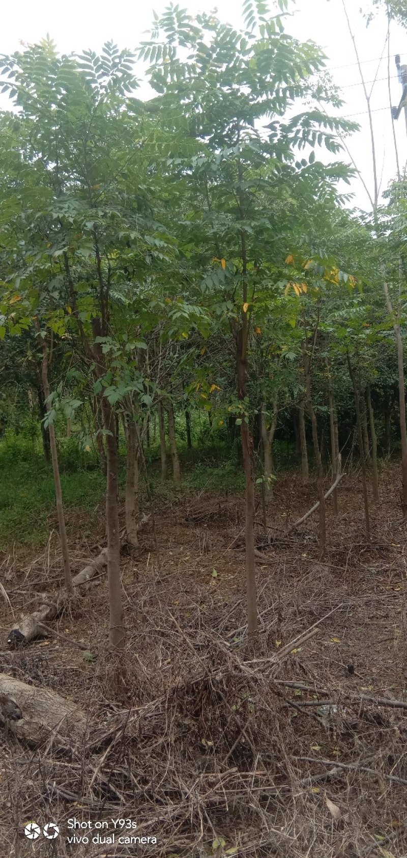 栾树，大量供应各种规格栾树江西九江